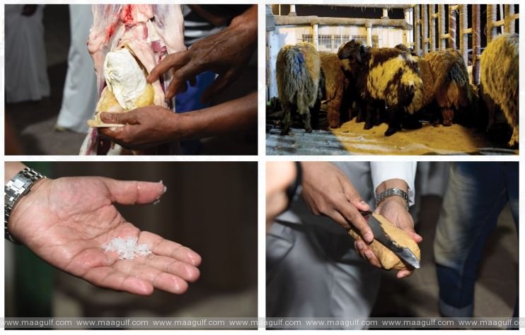 స్మగ్లర్ల తెలివి: గొర్రెల ద్వారా డ్రగ్స్ రవాణా